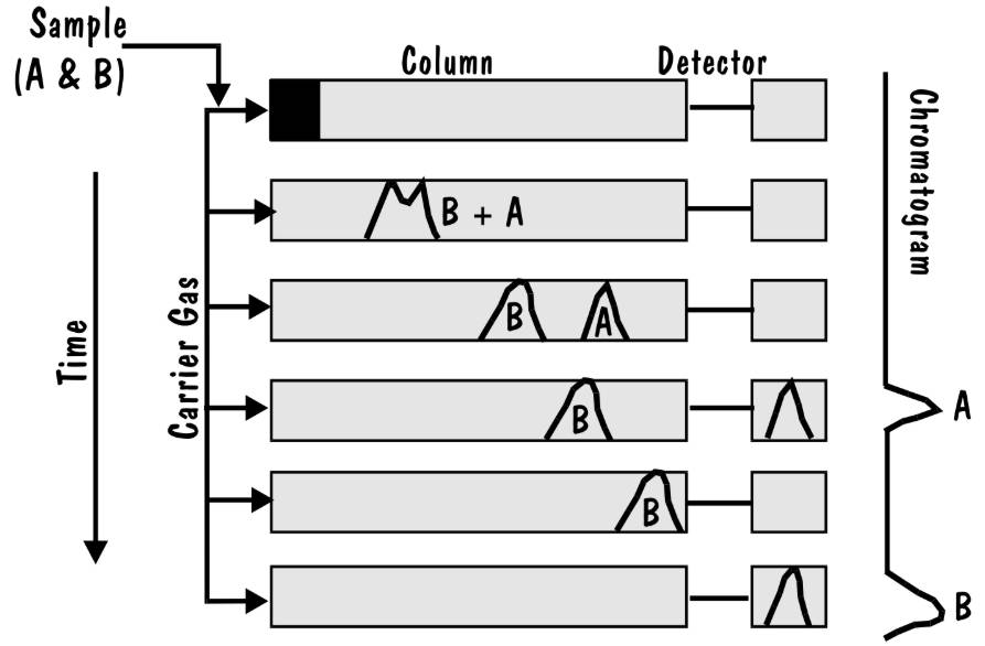 Gas Chromatography